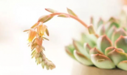 多肉小野猫吃瓜爆料,娱乐圈幕后真相大曝光