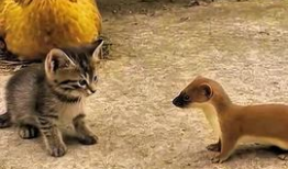 搞笑动物视频,笑到肚子疼！