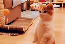 搞笑动物视频,笑到肚子疼！